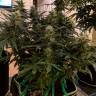 мощные семена конопли Amsterdam Flame regular мощные семена конопли Amsterdam Flame regular