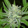 семена конопли с доставкой Auto Northern Blue regular