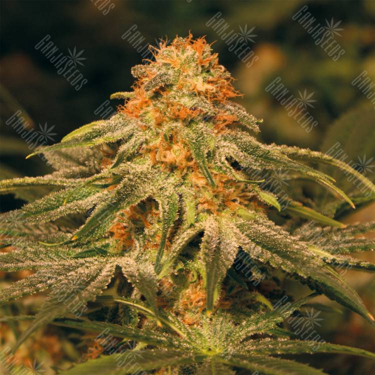 семена конопли интернет магазин Vanilla Kush feminised Barneys Farm