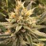 семена сортовой конопли Vanilla Kush feminised Barneys Farm