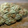 семена конопли феминизированные Vanilla Kush feminised Barneys Farm