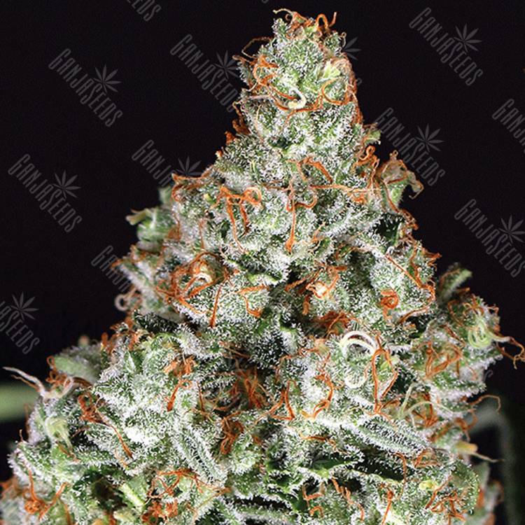 семена конопли элитных сортов Zkittalicious feminised Exotic Seed семена конопли элитных сортов Zkittalicious feminised Exotic Seed