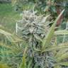 заказ семян конопли Спб Dedoverde Haze feminised Humboldt Seeds