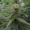 семена конопли Dedoverde Haze feminised Humboldt Seeds