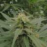 заказ семян конопли Dedoverde Haze feminised Humboldt Seeds