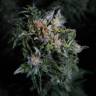 семена конопли наложенным платежом Delahaze feminised Paradise Seeds