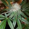 семена конопли в оригинальных упаковках Cream Caramel CBD feminised Sweet Seeds семена конопли в оригинальных упаковках Cream Caramel CBD feminised Sweet Seeds