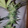 заказ семян конопли Спб Cream Caramel CBD feminised Sweet Seeds заказ семян конопли Спб Cream Caramel CBD feminised Sweet Seeds
