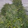 автики Auto S.A.D. (Sweet Afgani Delicious) feminised