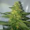 семена конопли курьером Auto AK 47 feminised Ganja Live Seeds