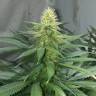 семена индийской конопли Auto AK 47 feminised Ganja Live Seeds