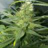 семена конопли Украина Auto AK-47 feminised Ganja Live Seeds