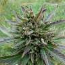 семена конопли медицинской Auto Blue Acid regular