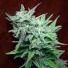 семена конопли для выращивания Auto Blue Acid regular