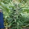 семена конопли элитных сортов Auto Blue Acid regular