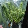 семена индийской конопли Dr. Grinspoon regular Ganja Seeds семена индийской конопли Dr. Grinspoon regular Ganja Seeds