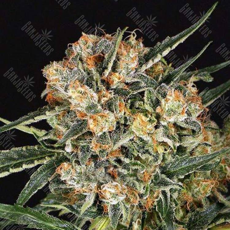 семена конопли элитных сортов Hippie Therapy CBD feminised Exotic Seed семена конопли элитных сортов Hippie Therapy CBD feminised Exotic Seed
