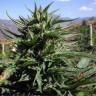 семена конопли наложенным платежом Desert Diesel feminised Humboldt Seeds