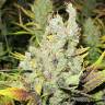 хорошие семена конопли 2048 feminised Medical Seeds
