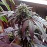заказать качественные семена конопли Durga Mata feminised Paradise Seeds