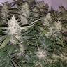 Семена каннабиса Auto X.Treme feminised Ganja Seeds
