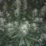 Недорогие семена конопли Auto X.Treme feminised Ganja Seeds