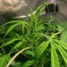 Семена каннабиса Auto AK 49 feminised GanjaLiveSeeds Семена каннабиса Auto AK 49 feminised GanjaLiveSeeds