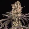Семена каннабиса Runtz Muffin feminised Ganja Seeds