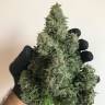 семена конопли курьером Auto White Widow regular