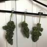 заказ семян конопли Москва Auto White Widow regular