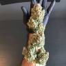 заказ семян конопли Спб Auto White Widow regular