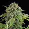 семена индийской конопли Auto White Widow regular