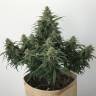 семена конопли курьером Auto White Widow regular