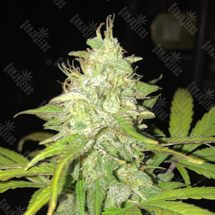 семена конопли гидропоники Blue Himalaya feminised семена конопли гидропоники Blue Himalaya feminised
