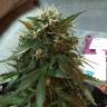 мощные семена конопли Blue Himalaya feminised мощные семена конопли Blue Himalaya feminised
