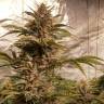 семена конопли купить онлайн CBD Compassion feminised