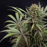 CBD Compassion feminised Dutch Passion Seeds