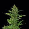 купить семена конопли в России Auto Blue Amnesia XXL Feminised