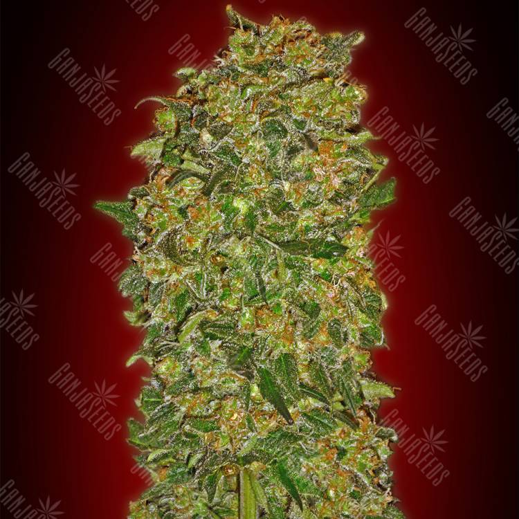 семена сортовой конопли Chocolate Kush feminised 00 Seeds семена сортовой конопли Chocolate Kush feminised 00 Seeds