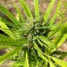 купить семена конопли CBD Blue Shark feminised Barneys Farm