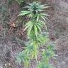 заказ семян конопли Москва CBD Blue Shark feminised Barneys Farm