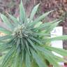 семена конопли CBD Blue Shark feminised Barneys Farm