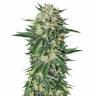где можно заказать семена конопли Dr Greenthumb's Em-Dog By B-Real feminised Humboldt Seeds