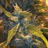 регулярные семена конопли купить Lemon Shining Silver Haze feminised Royal Queen регулярные семена конопли купить Lemon Shining Silver Haze feminised Royal Queen