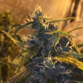 Lemon Shining Silver Haze feminised Royal Queen
