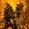 семена конопли недорого Lemon Shining Silver Haze feminised Royal Queen семена конопли недорого Lemon Shining Silver Haze feminised Royal Queen