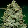 мощные сорта конопли Cookies Kush feminised