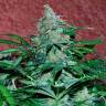семена конопли для курения Auto Amnesia feminised Ganja Live Seeds