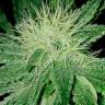 семена конопли для посадки купить Auto Amnesia feminised Ganja Live Seeds