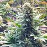 Семена Banana Punch feminised Ganja Seeds
